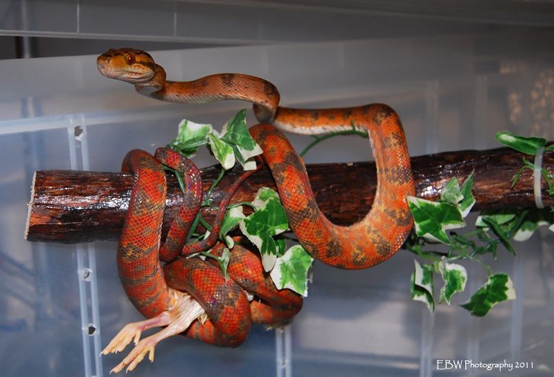 Amazon tree boa enclosures Reptile Forums